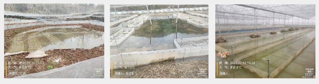 黑斑蛙蝌蚪全周期养殖技术要点