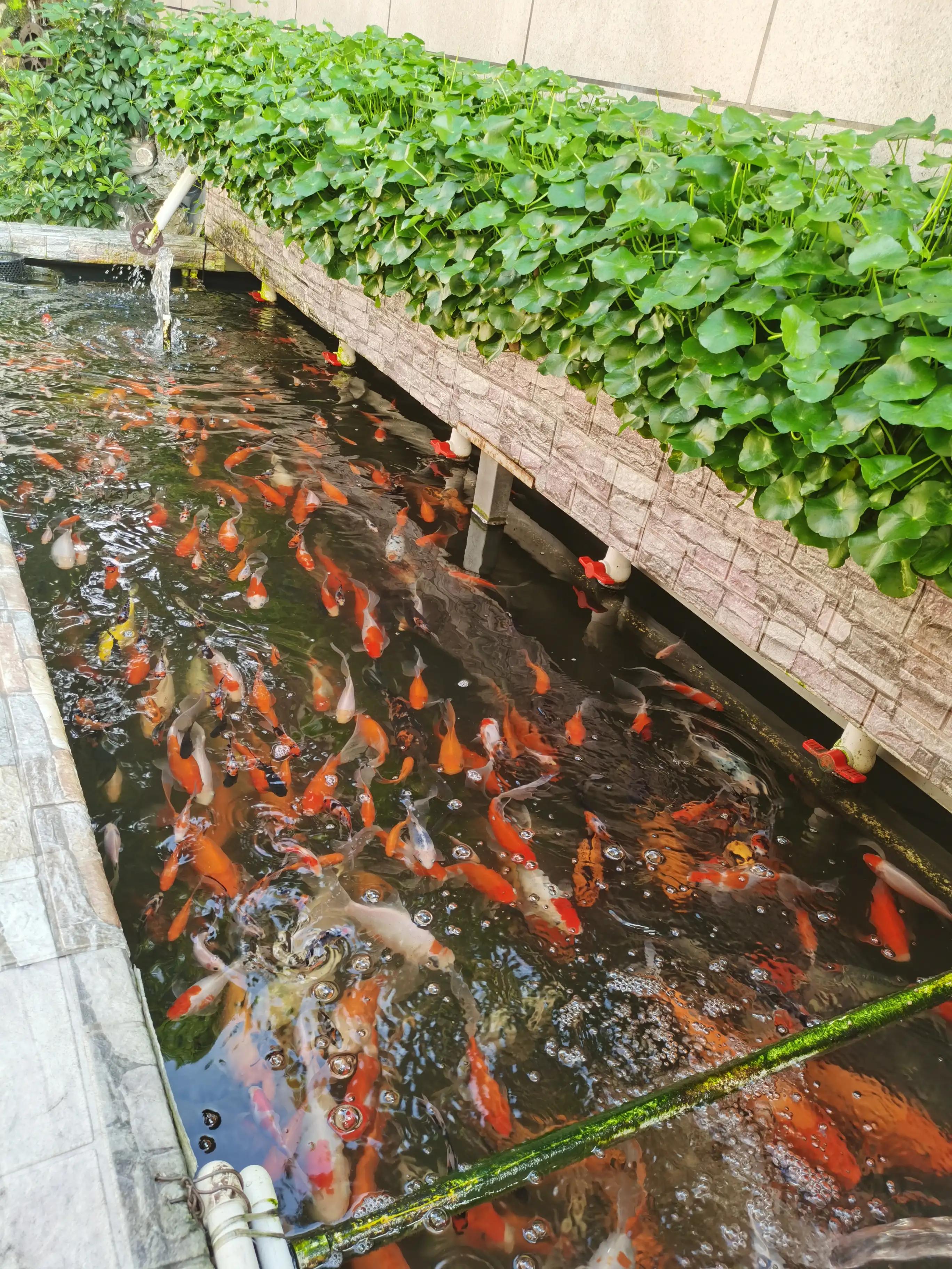 饲养锦鲤对水质有什么要求吗,锦鲤鱼缸养殖常见病害有哪些