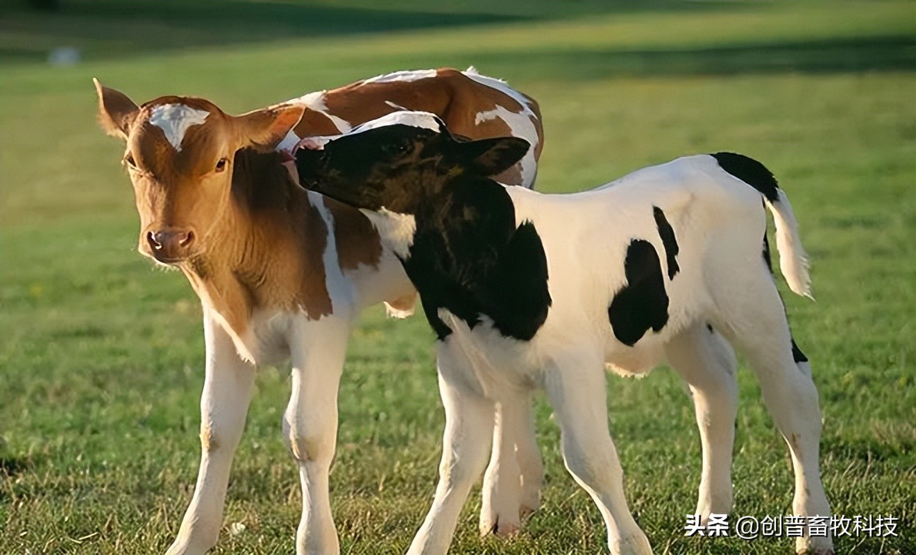犊牛的生理特点及护理要点,犊牛死亡率高怎么办