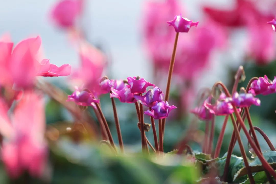 娉曞浗鑾幈灏斾粰瀹㈡潵鍝佺,鑾幈灏斾粰瀹㈡潵