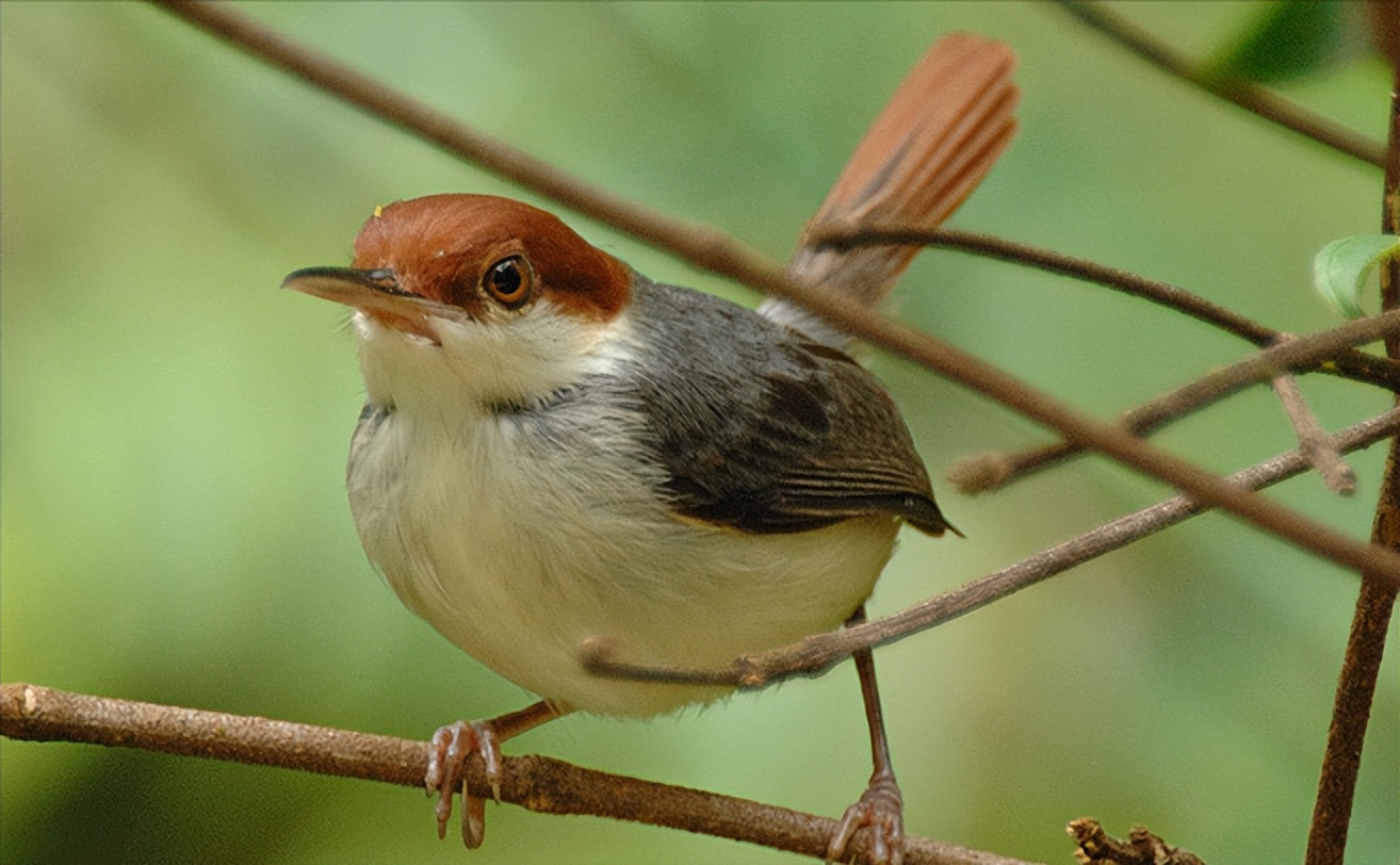 50张最佳鸟类摄影作品,鸟儿大全大图
