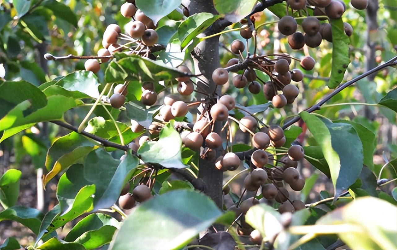 狗屎梨泡酒的正确方法,狗屎梨