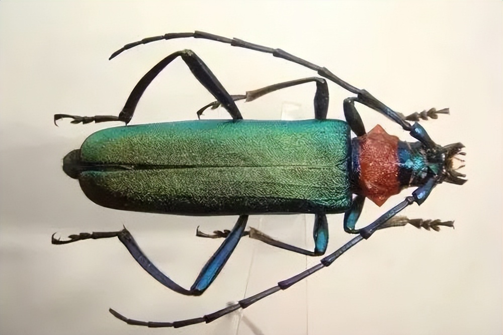 中国天牛图鉴,天牛全程图鉴