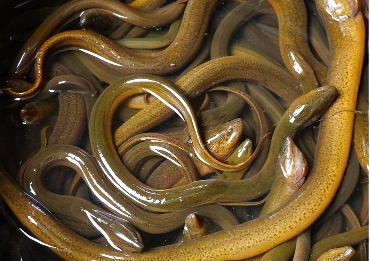 西高地抓兔子吗,在野外看见兔子怎么捕捉