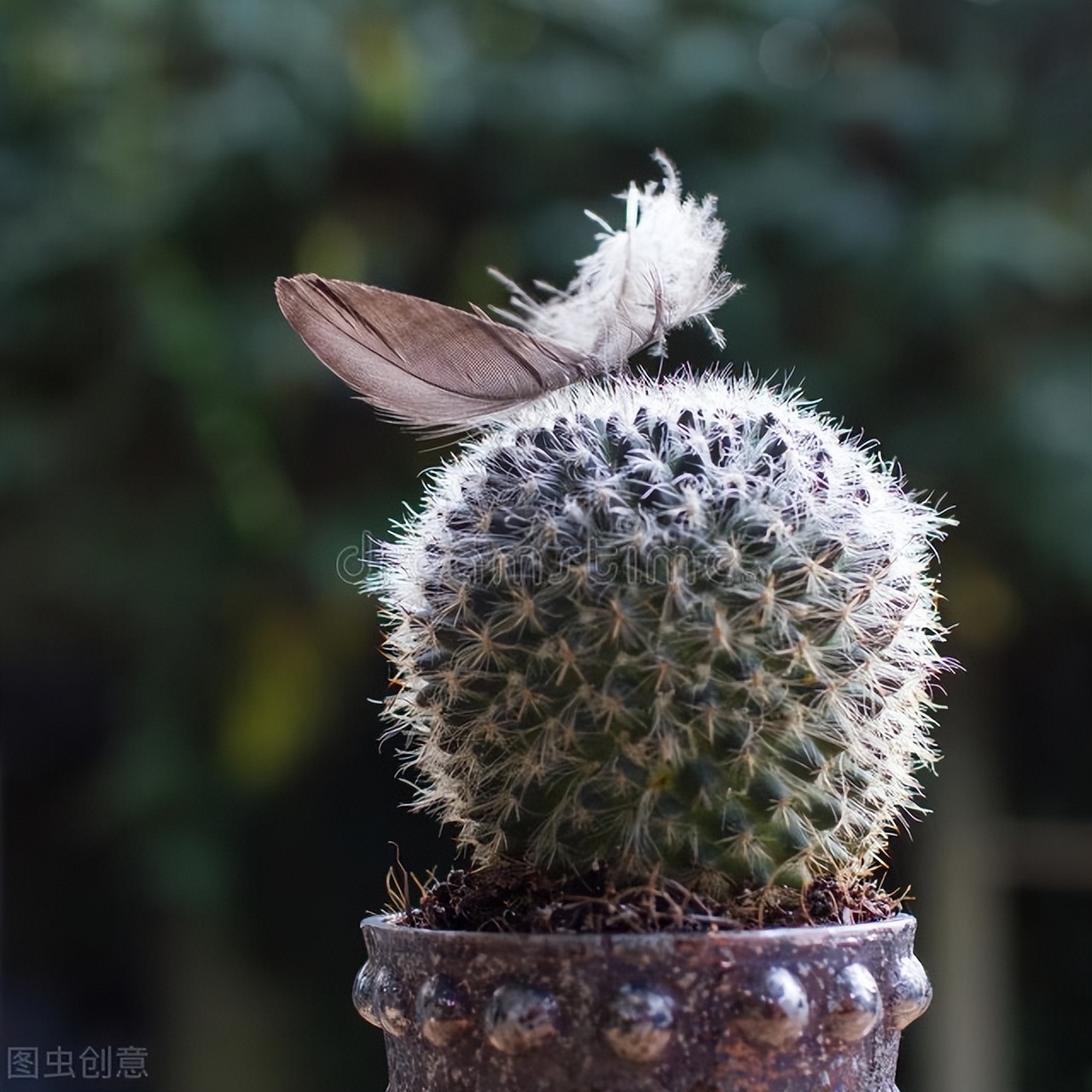 28种不同类型的仙人掌植物,多种品种仙人掌如何栽种