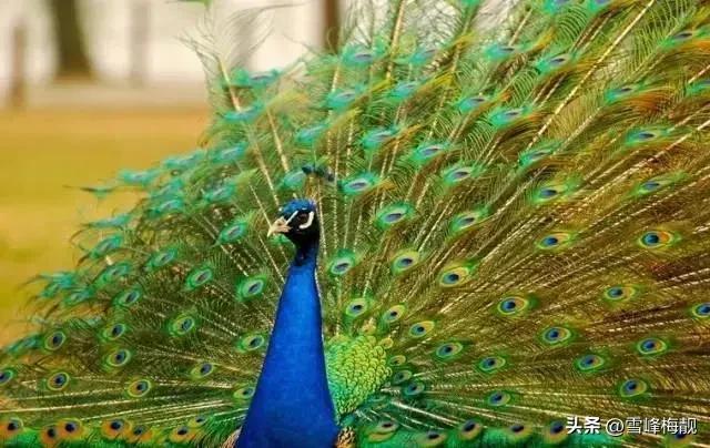 疫情之下的生活状态和感悟,疫情之下对生命及生活的感悟