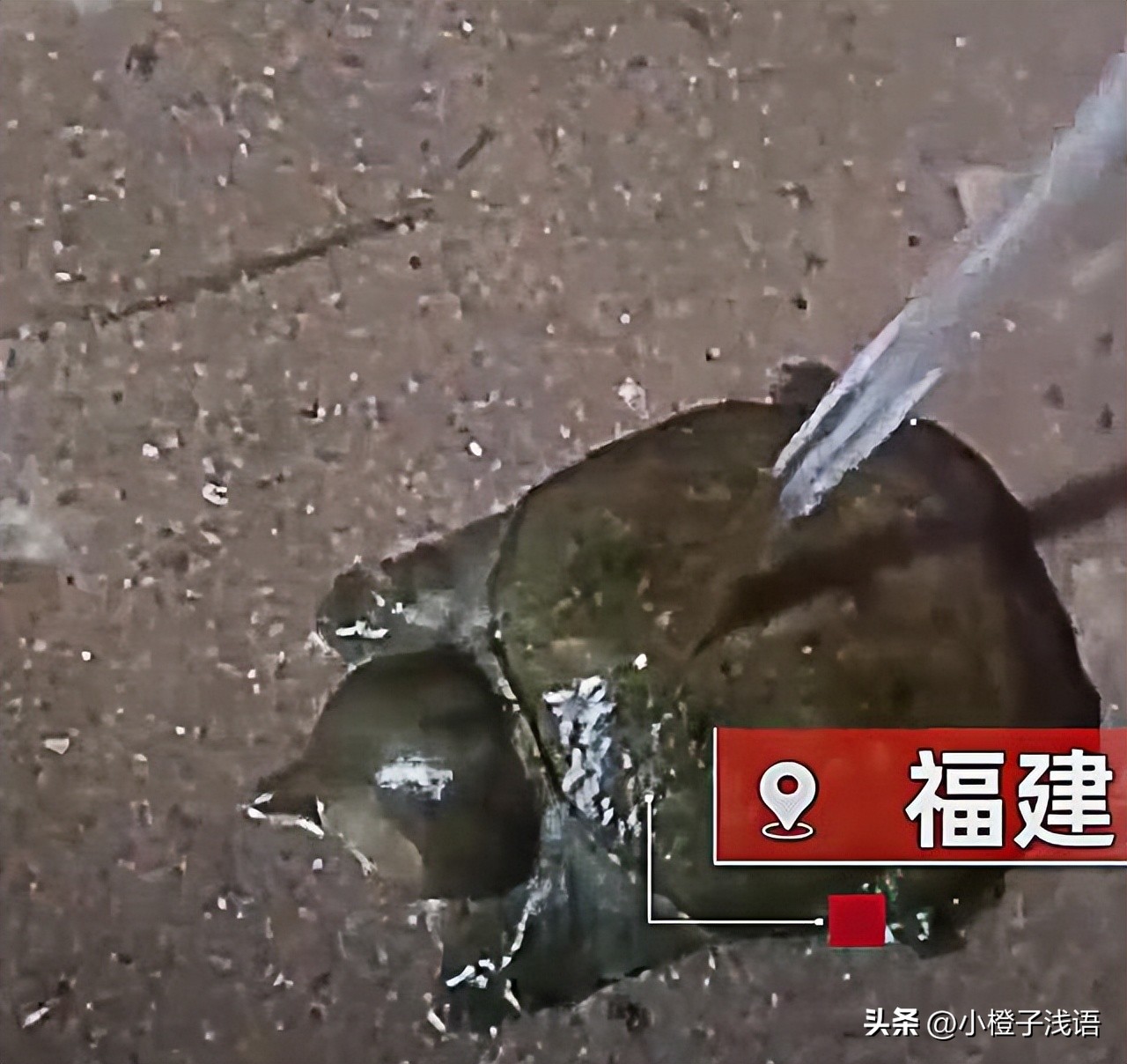 甲鱼被蚊子叮头肿成球作者,甲鱼被蚊子叮了还能吃吗