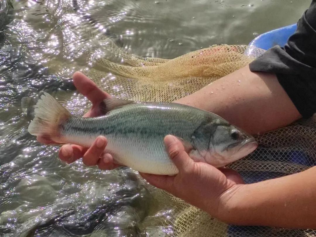 鲈鱼诺卡氏菌病什么季节多,加州鲈鱼诺卡氏病防治