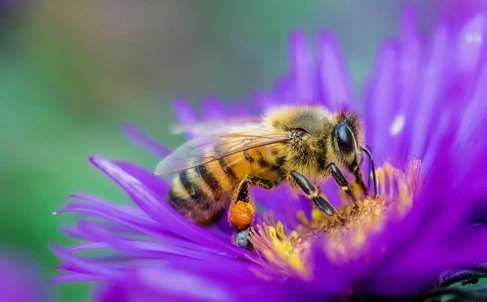 被蜂蛰伤,蜂蜇伤住院病历