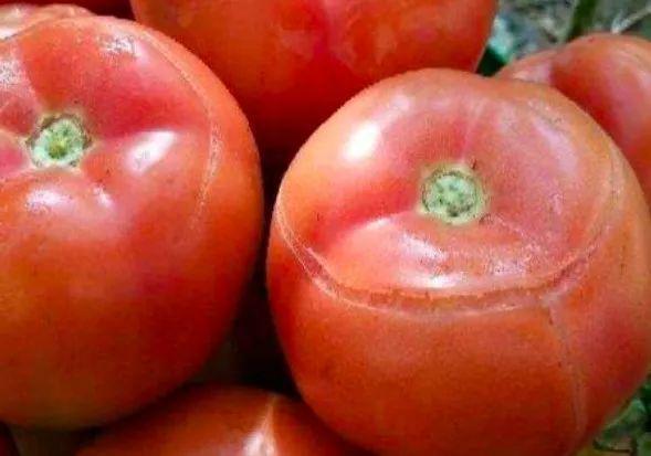 番茄裂果和卷叶是什么原因,番茄裂果是什么原因