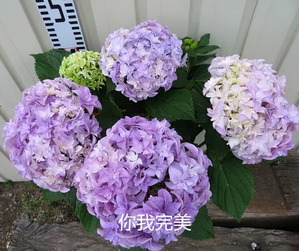 绣球花期一般多久,绣球花期后什么时候修剪