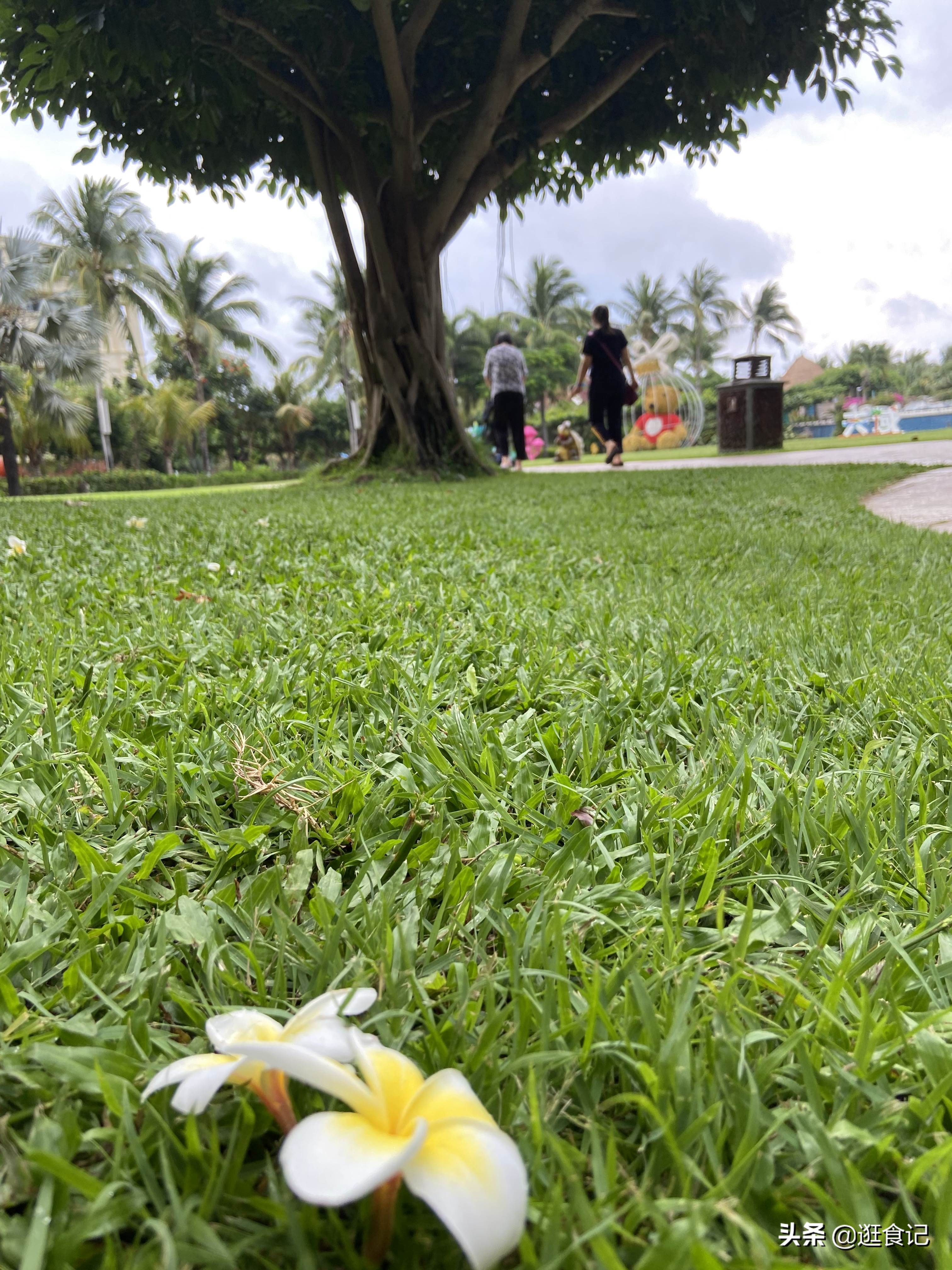三亚亲子游亚龙湾天域酒店,亚龙湾天域和亚龙湾红树林