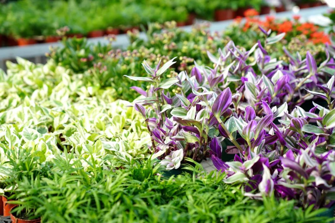 昔日采石场“长”出花木城