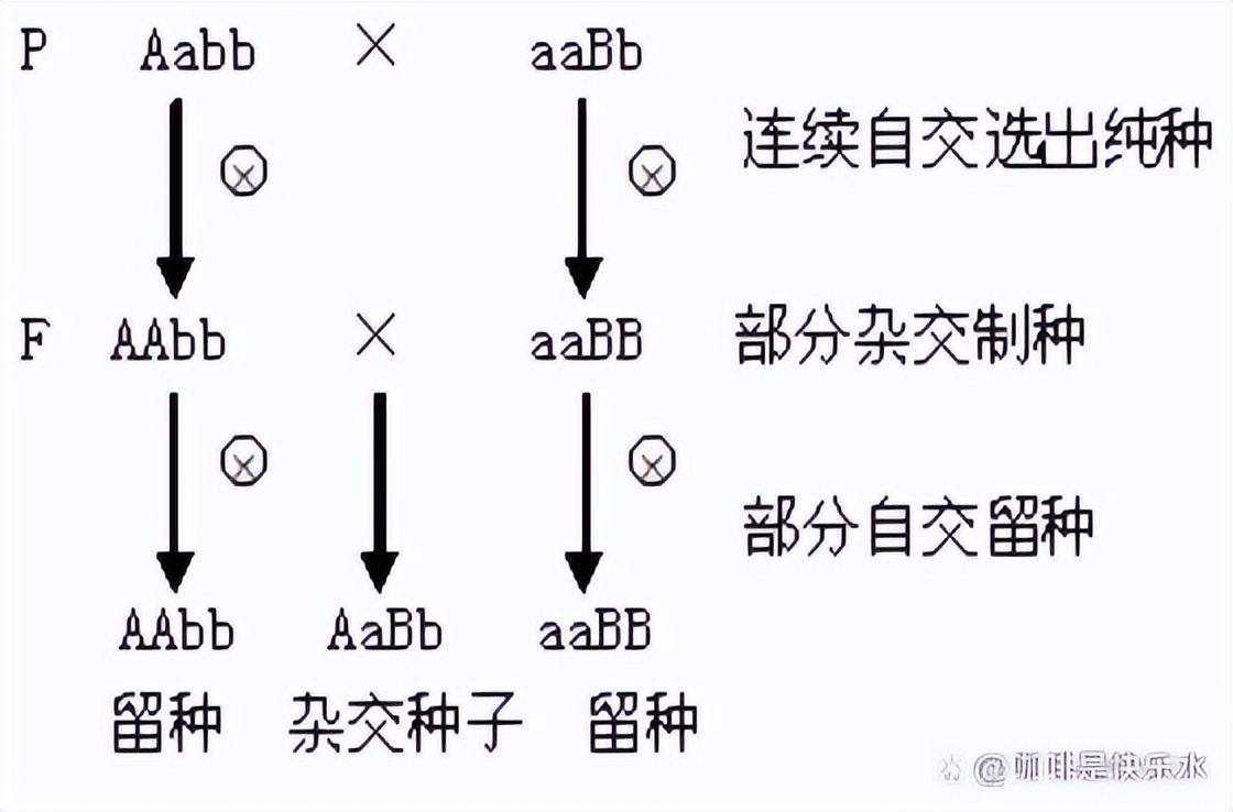 高中生物变异和育种知识点,高中生物变异育种进化思维导图