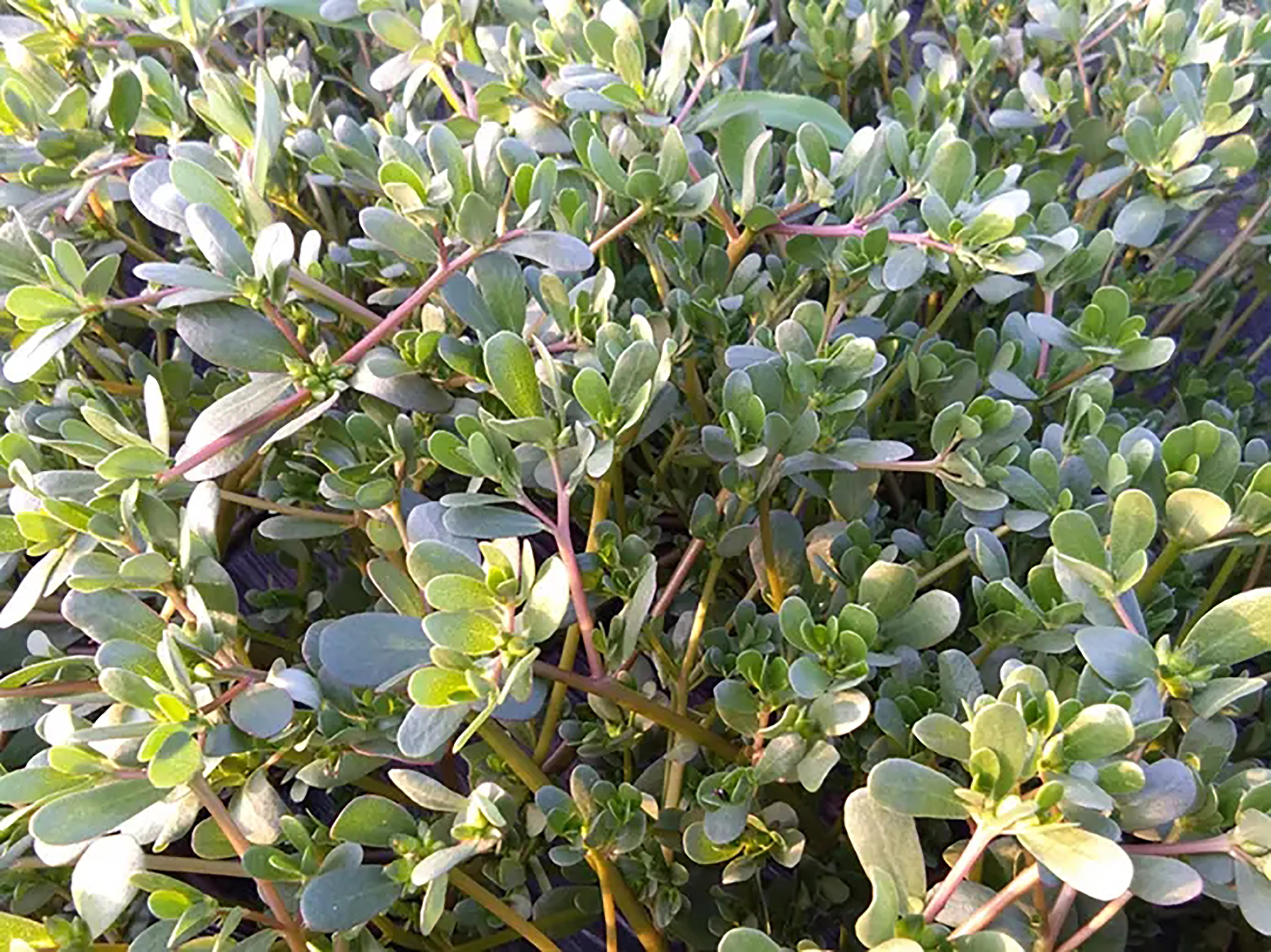 纯天然绿色食品马齿苋野菜美食,马齿苋是天然绿色食品