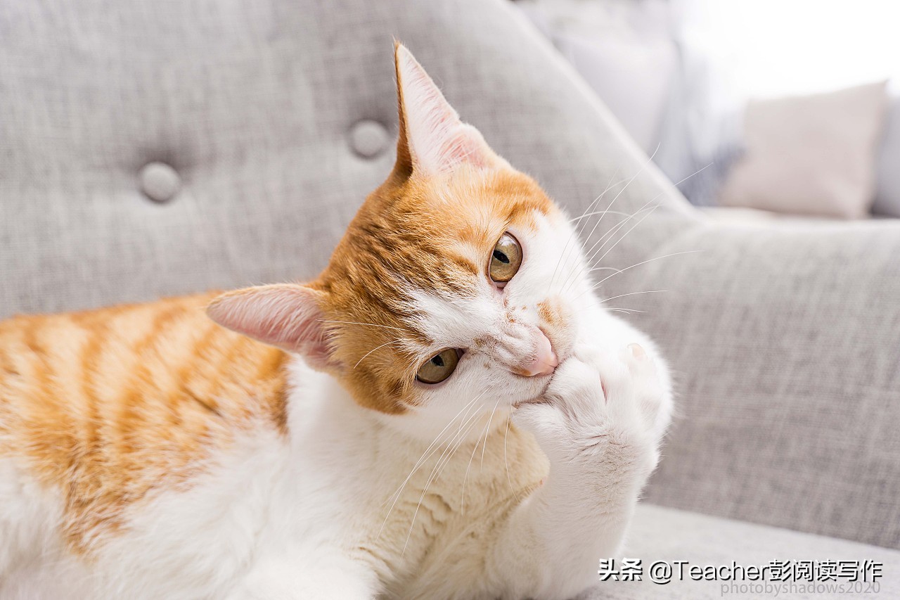 四年级下册第4单元动物朋友范文,四年级第四单元作文我的动物朋友