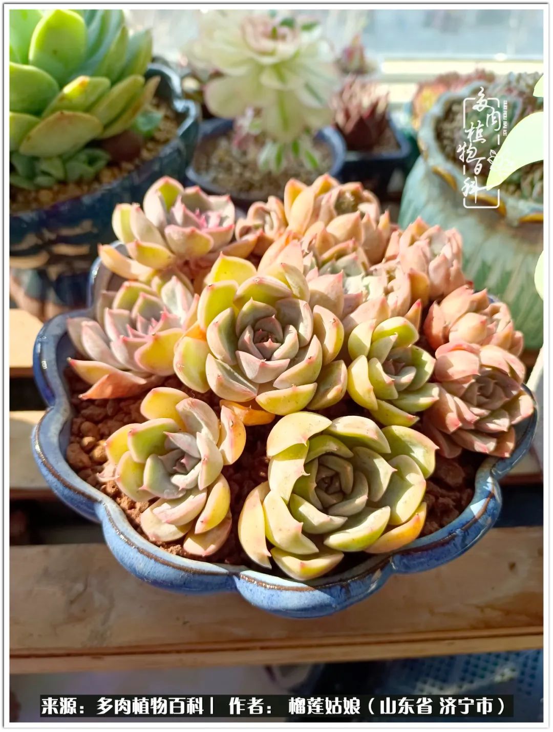 繁花似锦觅安宁淡如流水度一生,繁花似锦觅安宁淡云流水度人生