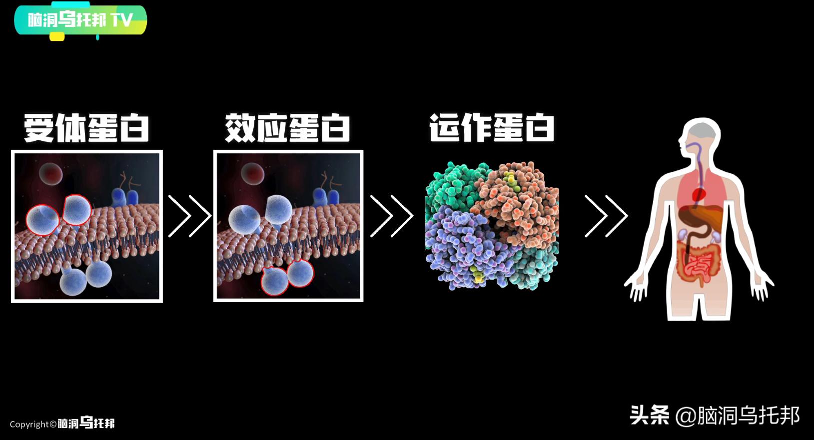 颠覆三观!这是改变你一生的影片,信念生物学：基因以外的生命奥秘