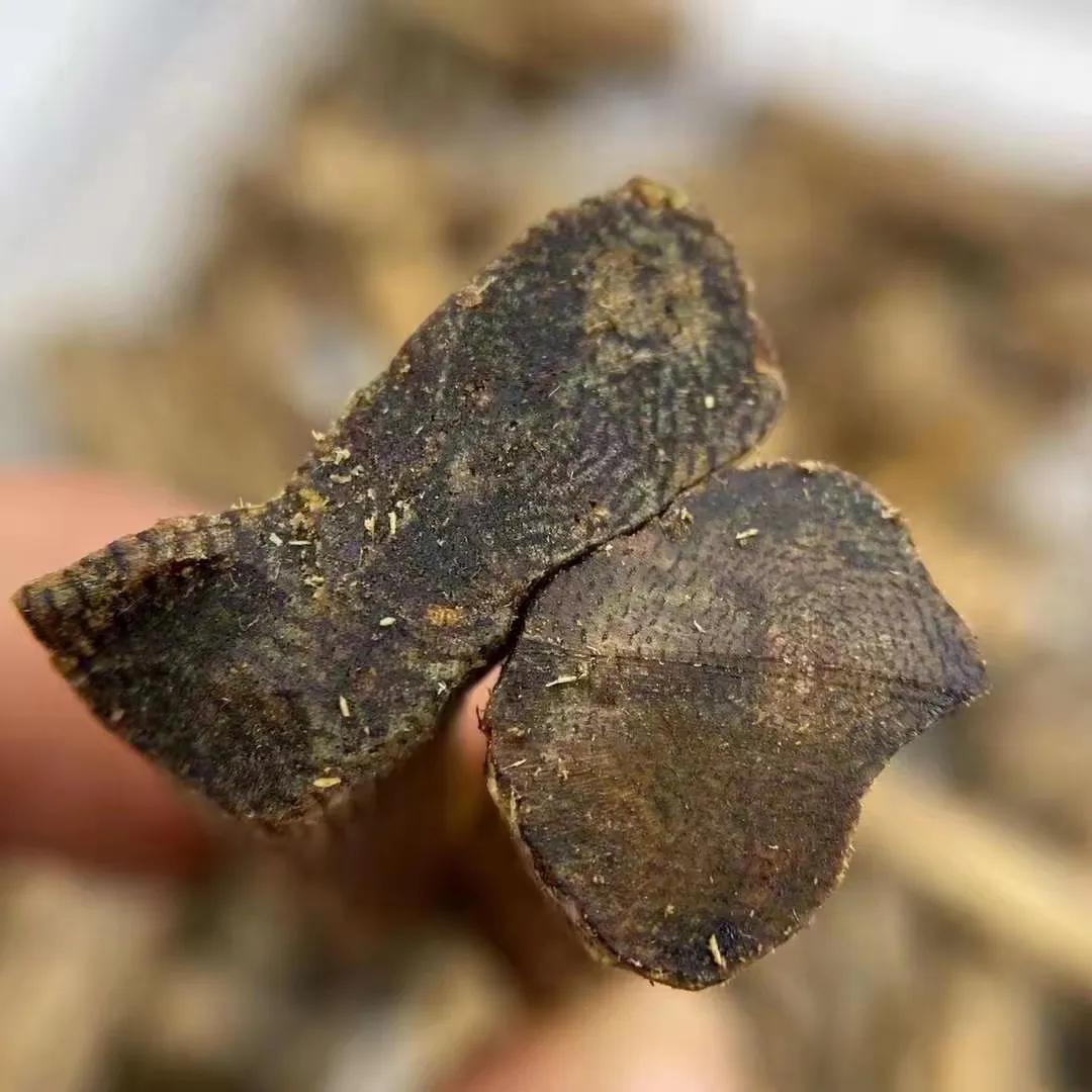 白奇楠和绿奇楠紫奇楠哪个贵,白奇楠与绿奇楠沉香