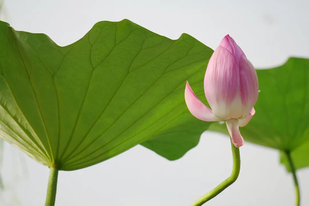 顺义公园荷花盛开,顺义这片30余亩荷花海惊艳盛放