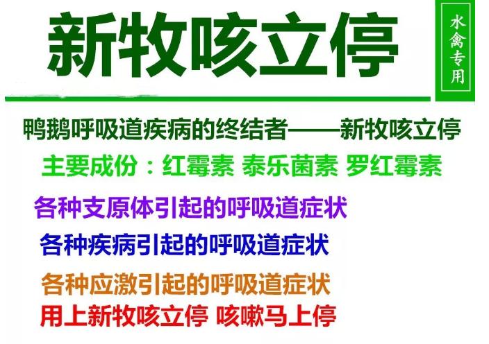 鸭子咳嗽甩鼻流泪怎么办,鸭子喷嚏咳嗽