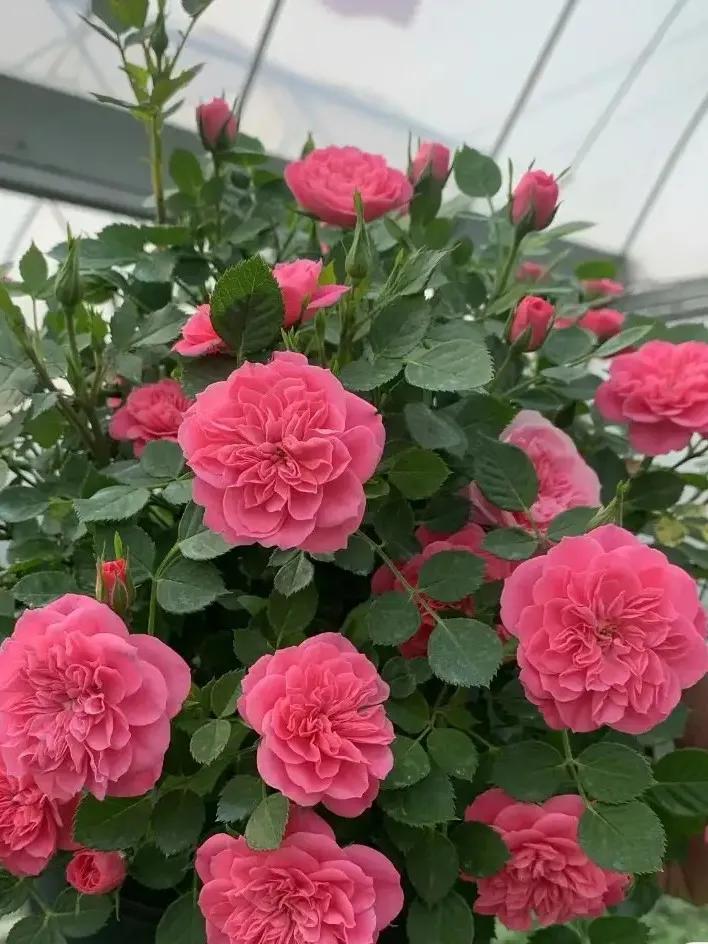 恋人印记,恋人烙印