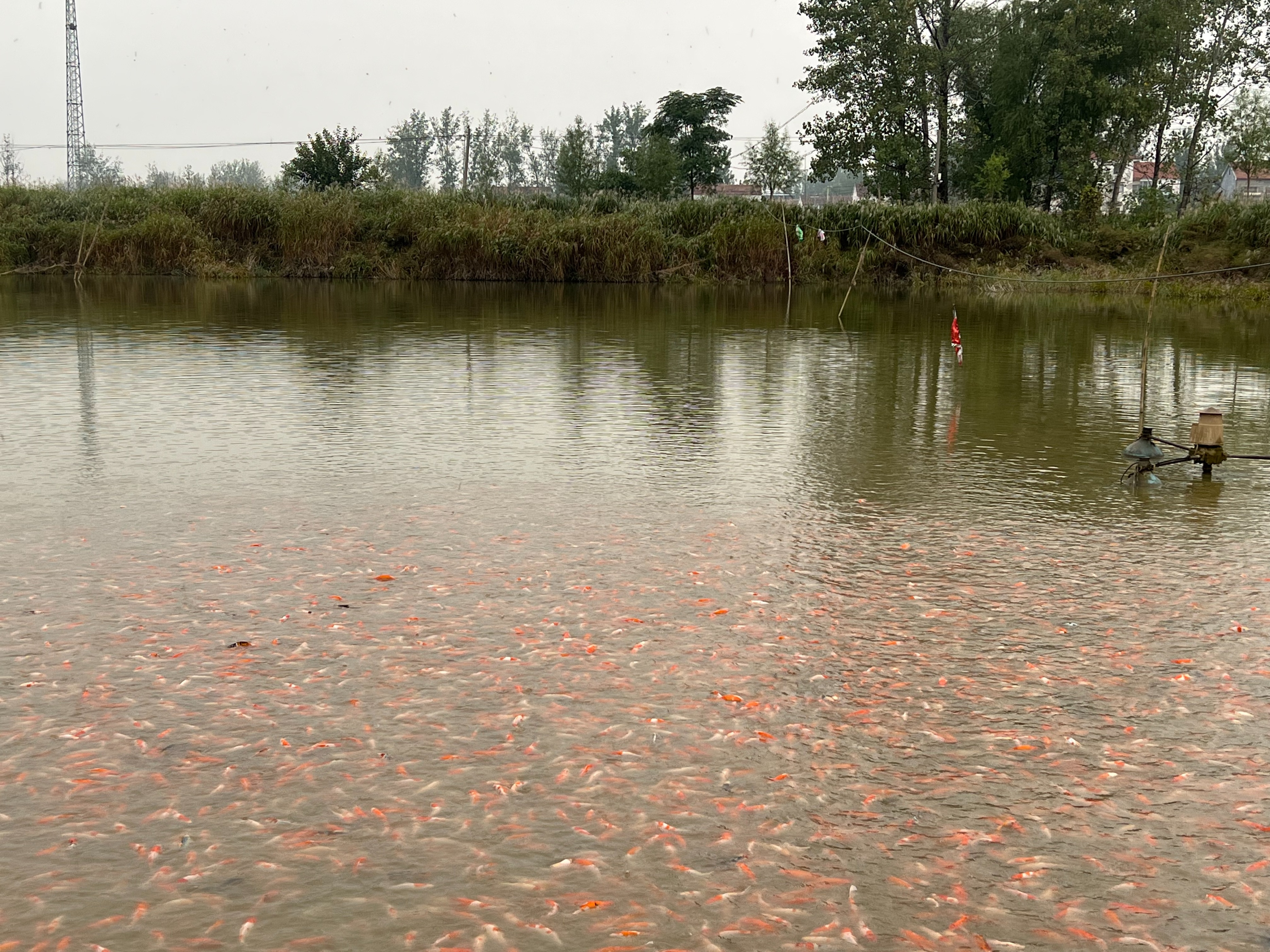 农村养殖鱼致富典型事迹,农村养鱼致富新模式