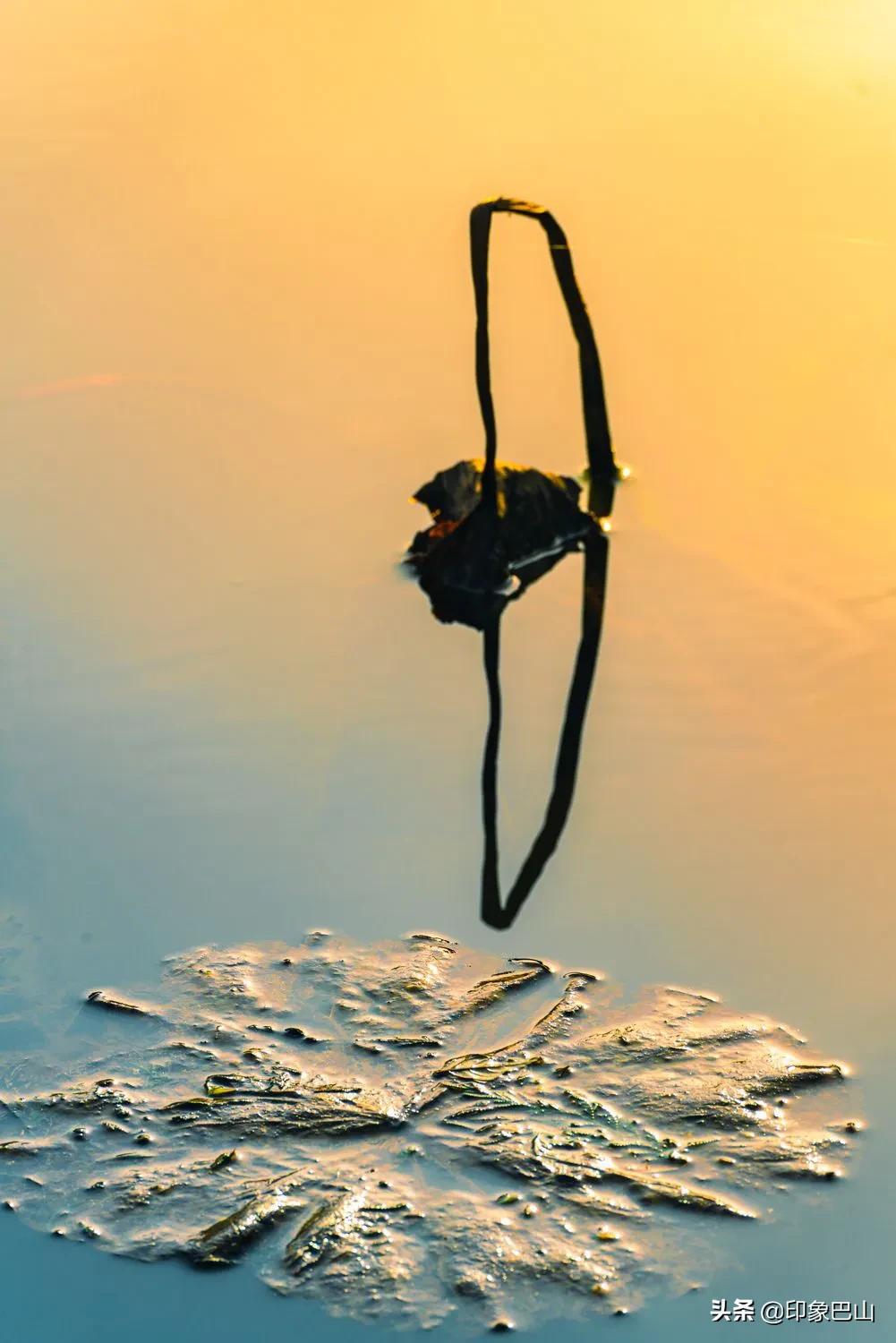 再发禅荷一组：岁月轮回一叶一菩提