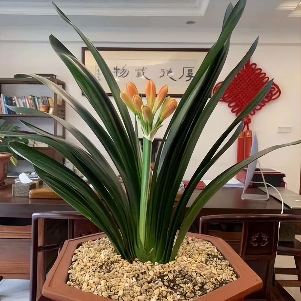 目前的君子兰怎样护养,怎么样能把君子兰养好