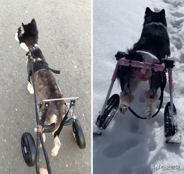 黑心狗厂,黑心宠物繁殖工厂