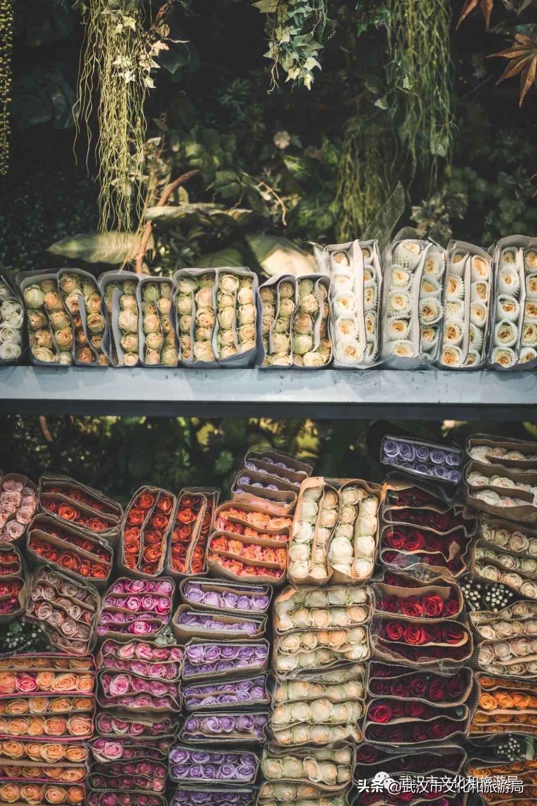 武汉元旦天气情况,武汉元旦有哪些活动