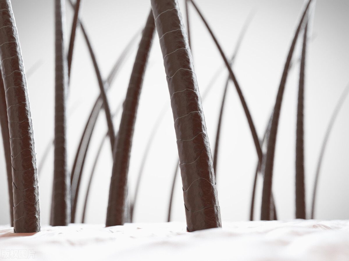 为什么头发眉毛都是直的，阴毛却是卷的？医生一次性说个明白