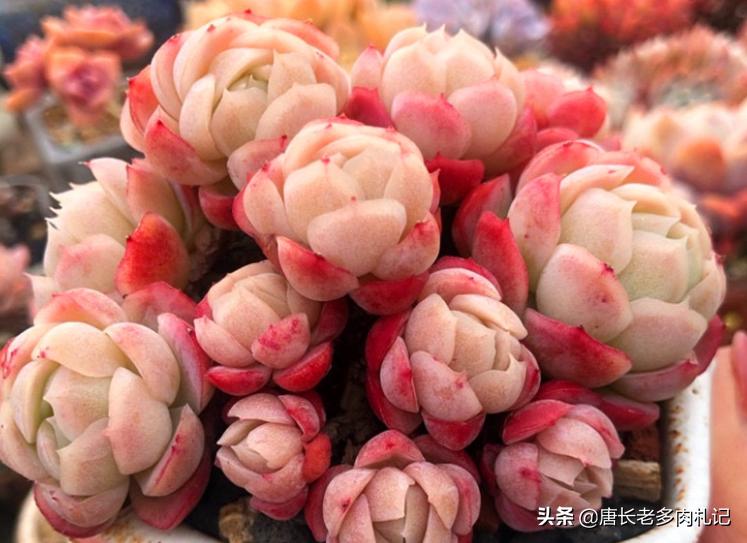 冰梅贝瑞多肉好度夏吗,多肉贝瑞好养还是冰梅好养