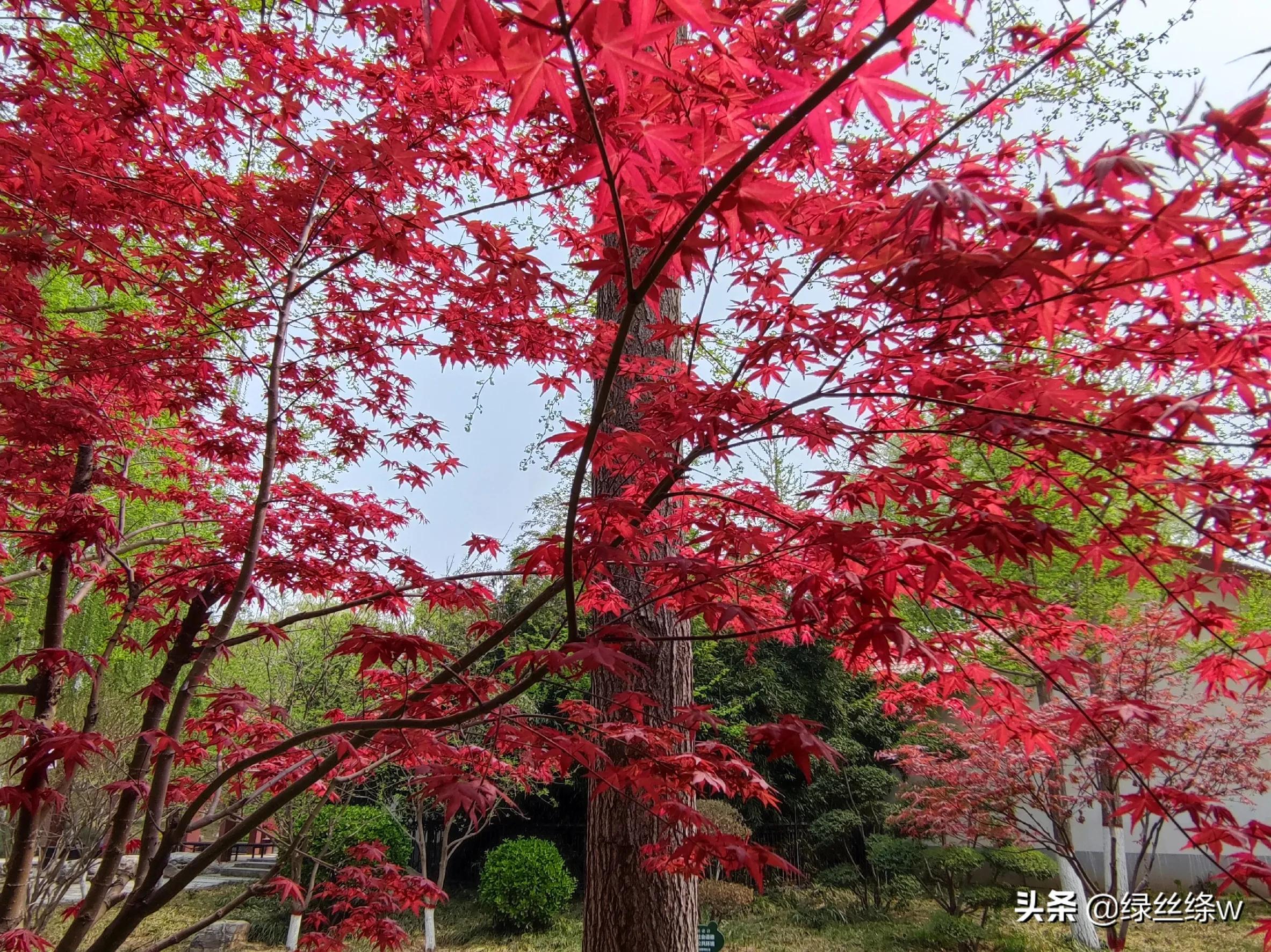 咏诗友原创诗词大全,春日赏花诗句大全