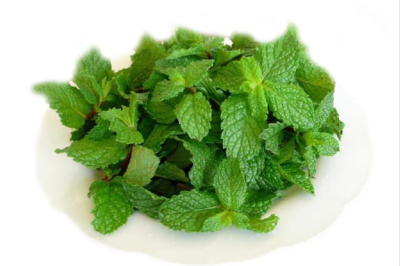 驱蚊小妙招家里蚊子多,家里蚊子多驱蚊最有效的方法