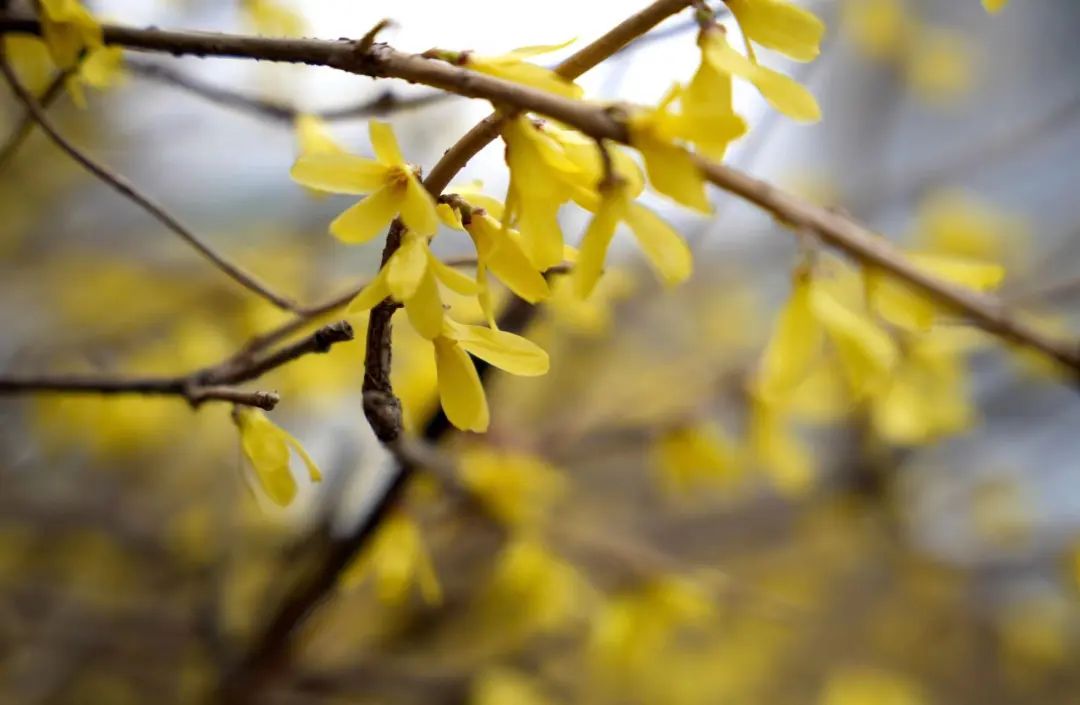 沈阳春分节气的平均温度,沈阳春分