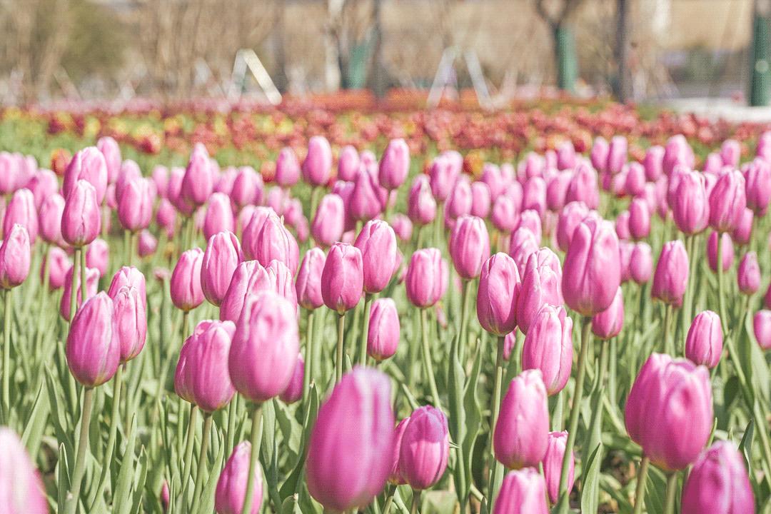 郁金香主题公园稻草人,2022年郁金香花海贵州