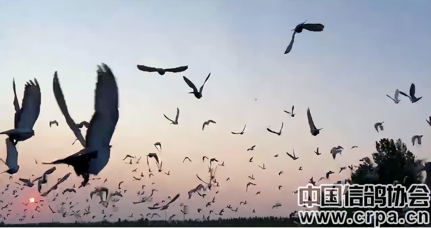 东三省迎来千公里联翔|2023年“国家赛”内蒙古商都赛区今日开战