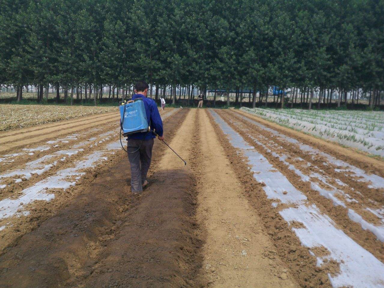 陕西土豆专用黑白地膜,种植土豆用黑地膜白地膜