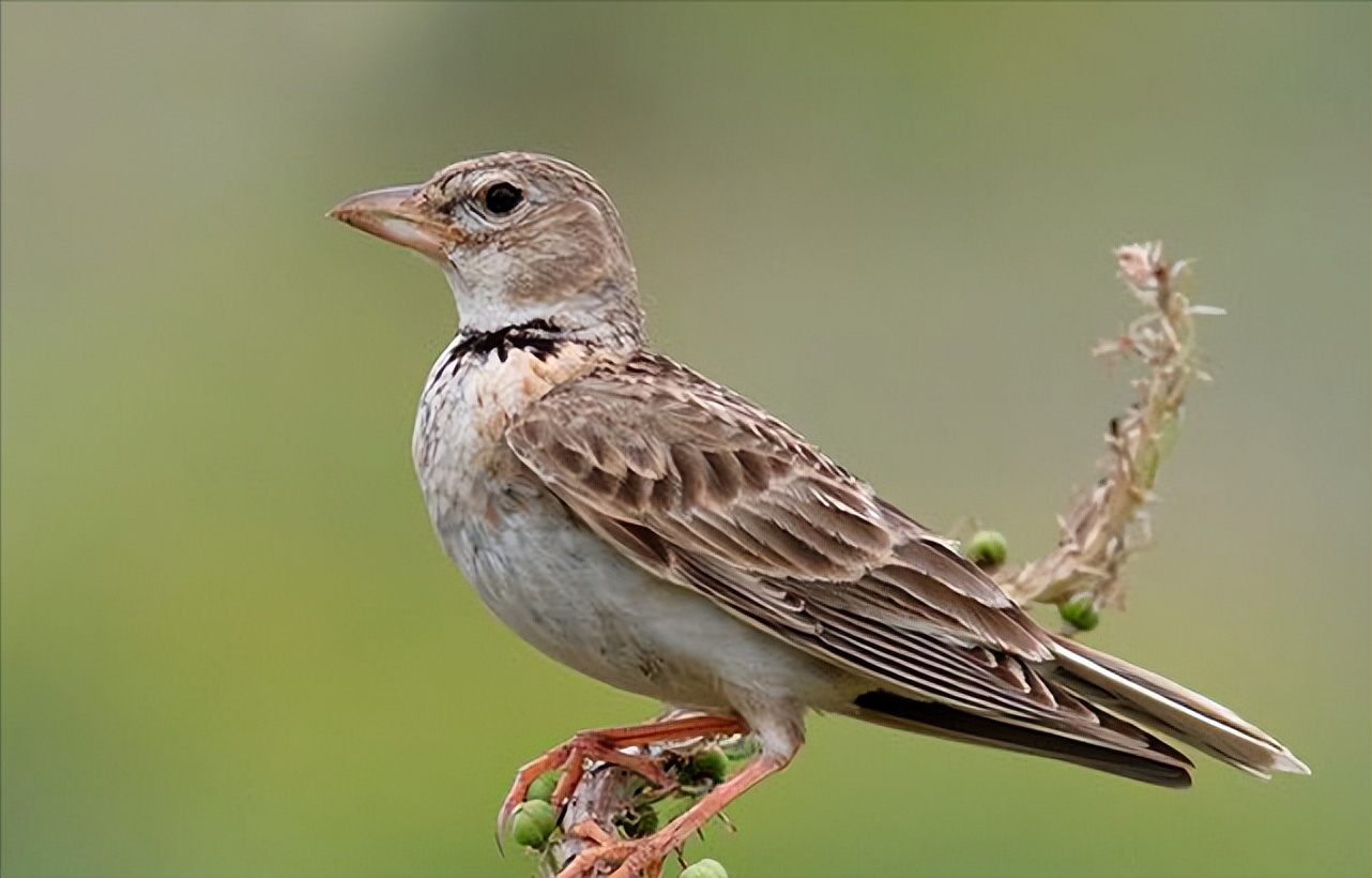 50张最佳鸟类摄影作品,鸟儿大全大图