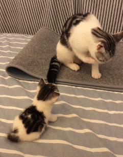 英短猫性格优点缺点,美短猫优点和缺点