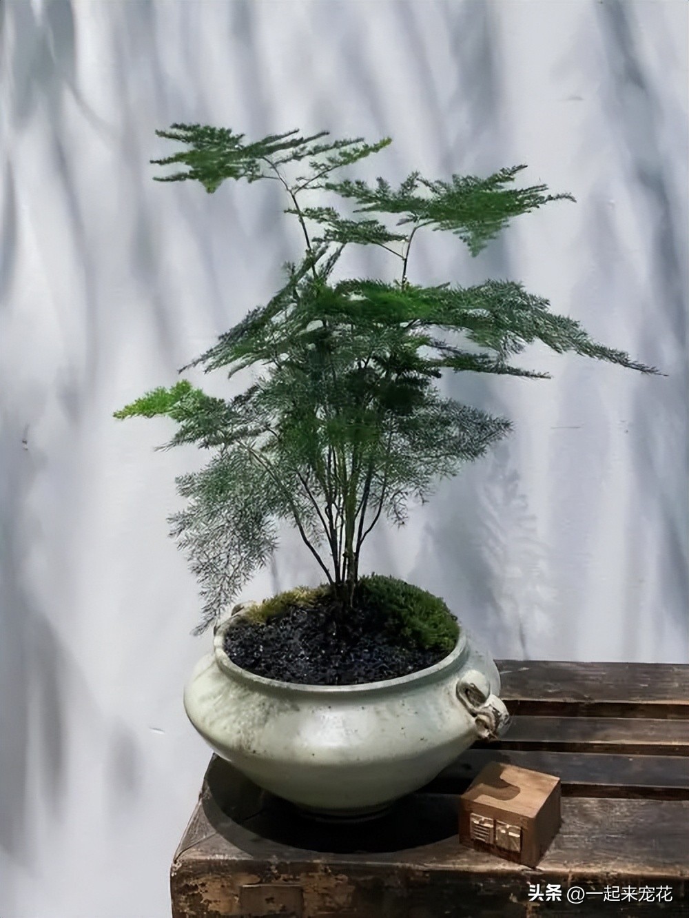 室内适合养的18种花有哪些呢,适合室内养的六种花推荐