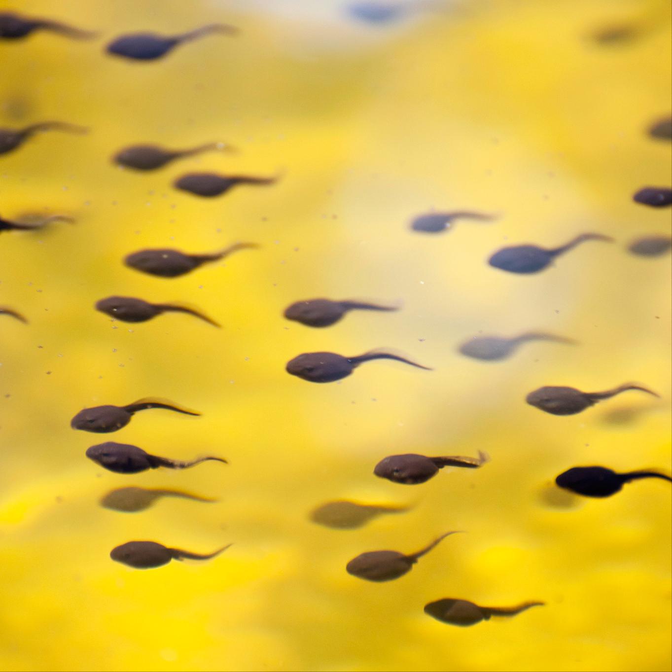 蝌蚪很聪明吗为什么不能吃,蝌蚪长成青蛙后几天能被饿死