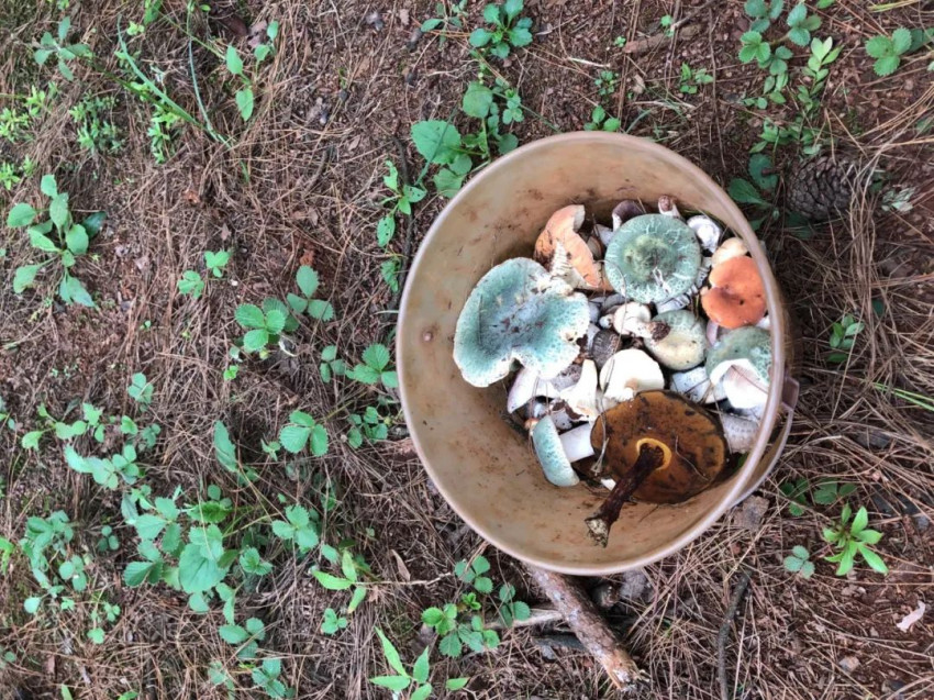 云南好吃的野生菌有哪些,云南野生菌最好吃的哪几种