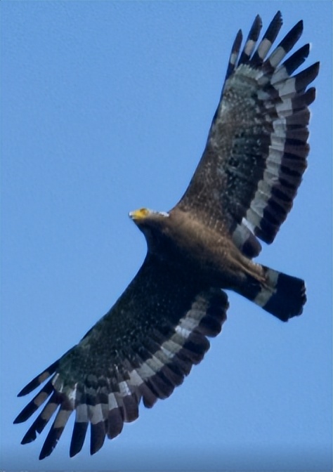 家底大揭秘！深圳究竟有多少“神奇生物”？
