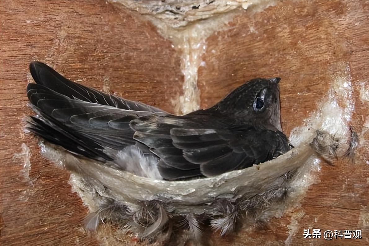 燕窝一千多怎么样,几十元一斤的燕窝