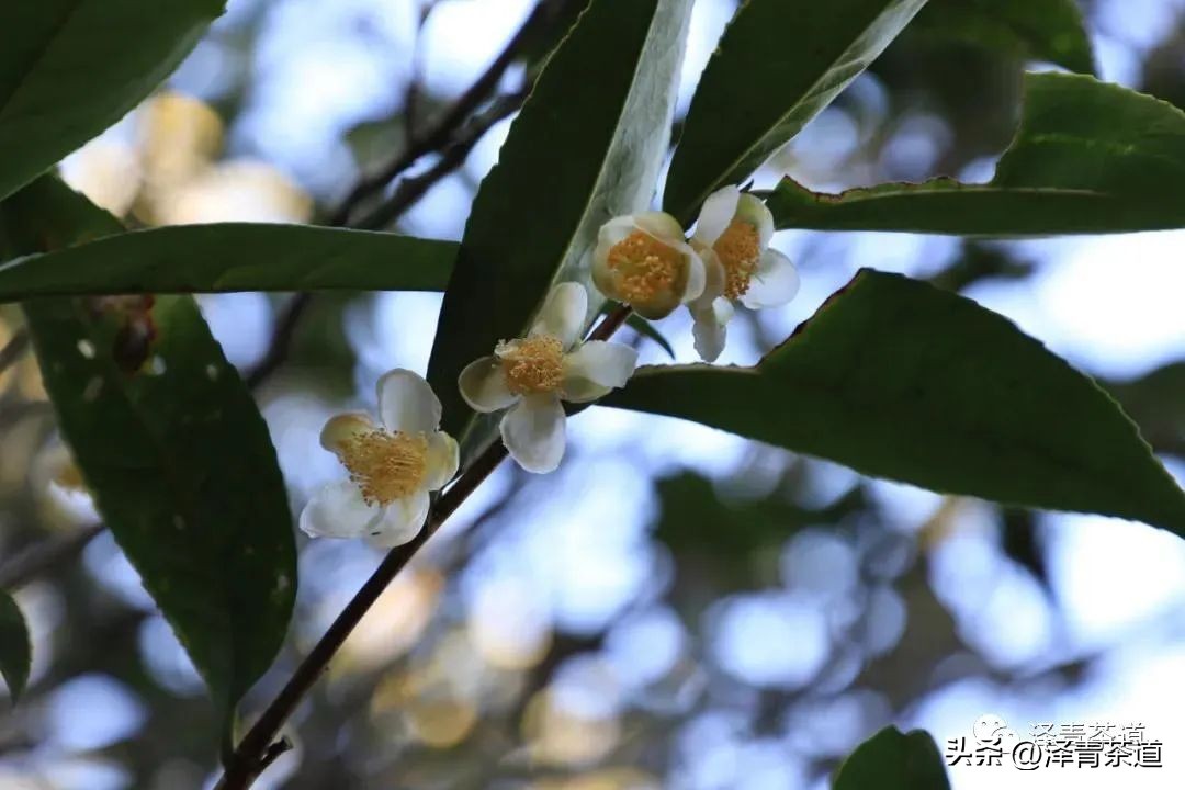 了解一下凤凰单丛,了解凤凰单丛
