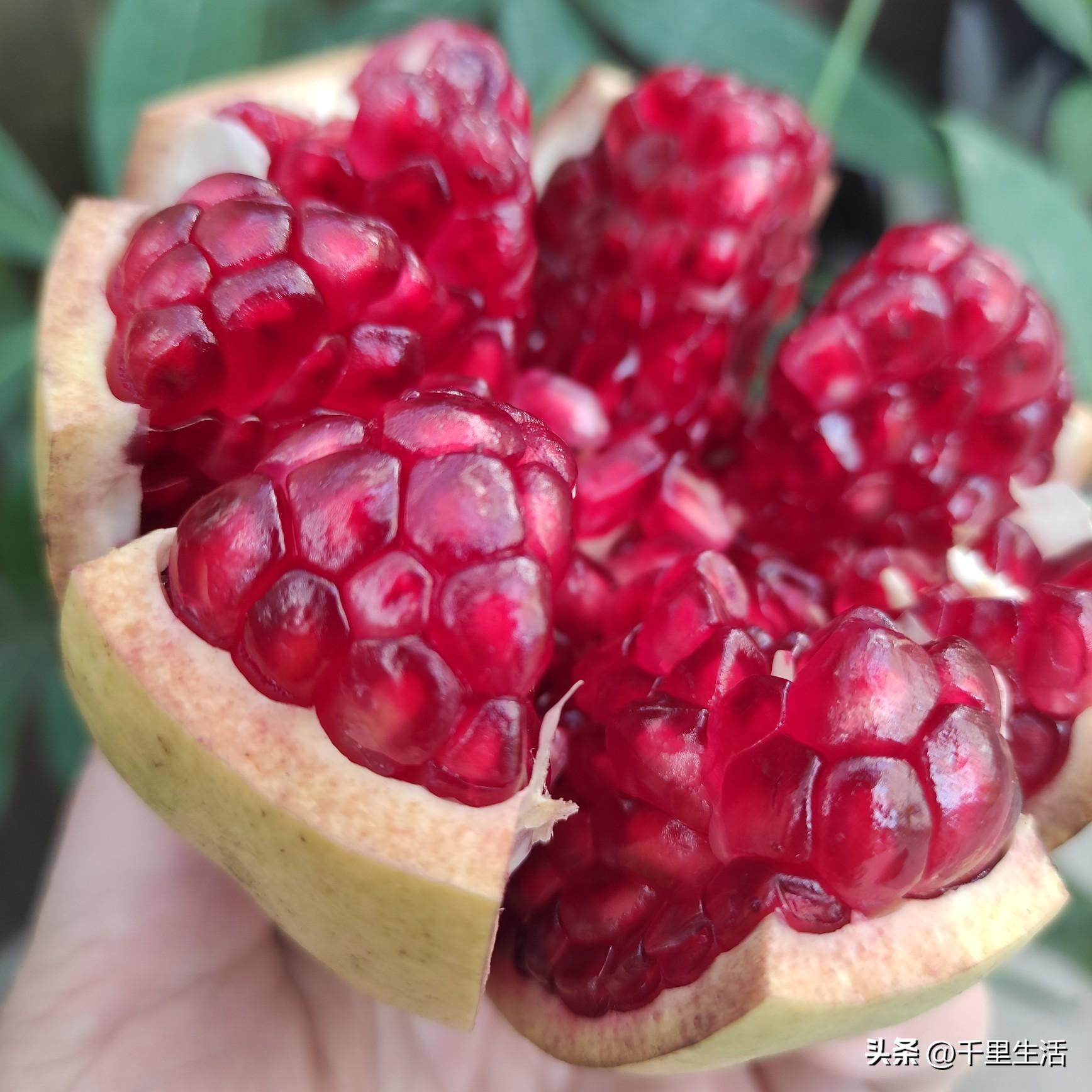 突尼斯软籽石榴和河阴石榴的区别,正宗原产地突尼斯第一名软籽石榴