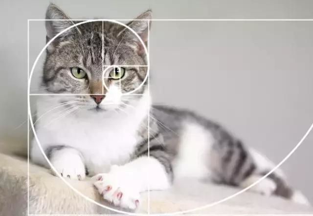 摄影的黄金分割构图法,摄影横向构图和纵向构图的特点