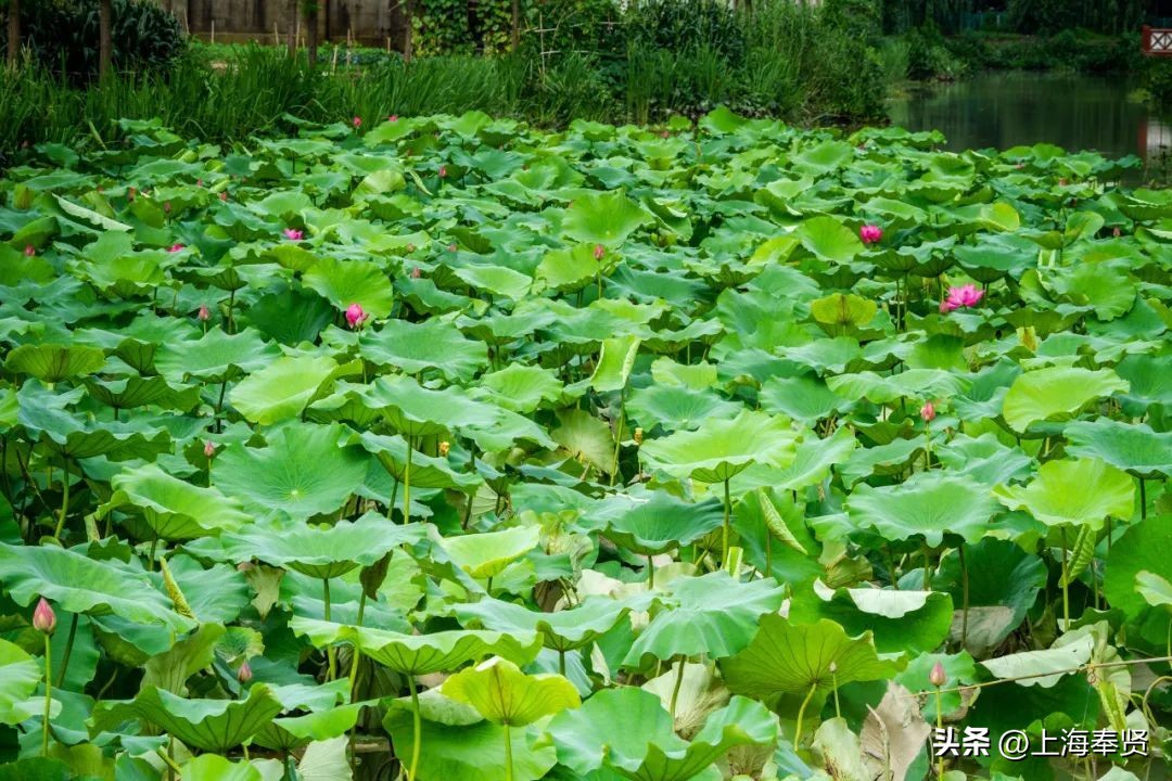 流“莲”忘返！来南桥这些地方邂逅夏天的浪漫→